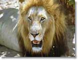 Kapstadt Safaris Südafrika Safari und Touren Kapstadt Safaris Südafrika Safari